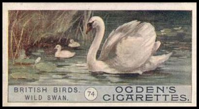 74 Wild Swan